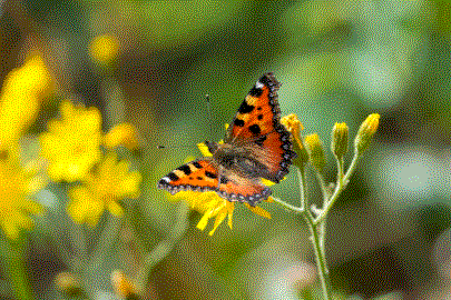 Aglais urticae on a Dandelion at the Parc naturel régional Jura vaudois, by Giles Laurent, licensed under CC BY-SA 4.0 International. Depicts a Eurasian butterfly, the small tortoiseshell, sitting upon a dandelion's flower.