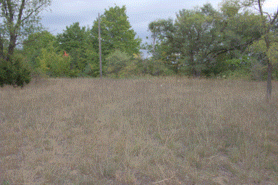 Forested Field, own work. A field of long wheat-like plants with a forest line behind it and trees intermingled, an old power pole visible in front of the forest line.