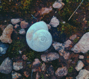 Snail Shell by محمد فارس الزهور, licensed under CC BY-SA 4.0 International. Depicts a white snail shell sitting on top of moss and scattered rocks.